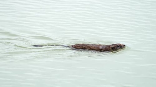 Bisamratte schwimmt am Ufer des Utah Lake