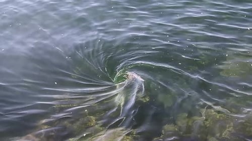 Whirlpool Effect on Rippling Water Surface