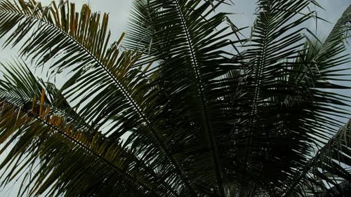 Palm Fronds Against Bright Sky