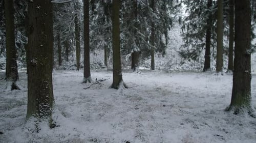 Calm Winter Landscape with Pine Trees Peaceful Snowcovered Forest with Sparse Tracks and Muted Light