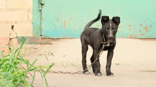 Yard old dog on a chain. Black mongrel dog chained to a chain in living conditions near her booth
