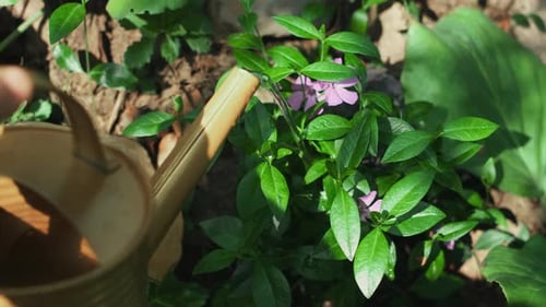 Gardening Watering Vinca Minor Plant with Watering Can
