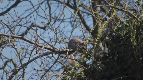 Grey Squirrel Rubbing Its Face On Tree Branch Slow Motion Daytime Sunny Windy Borehamwood Hertfordsh