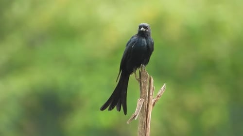 Black drongo in tree UHD MP4 4k video ..