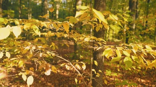 Branch with Yellowed Leaves