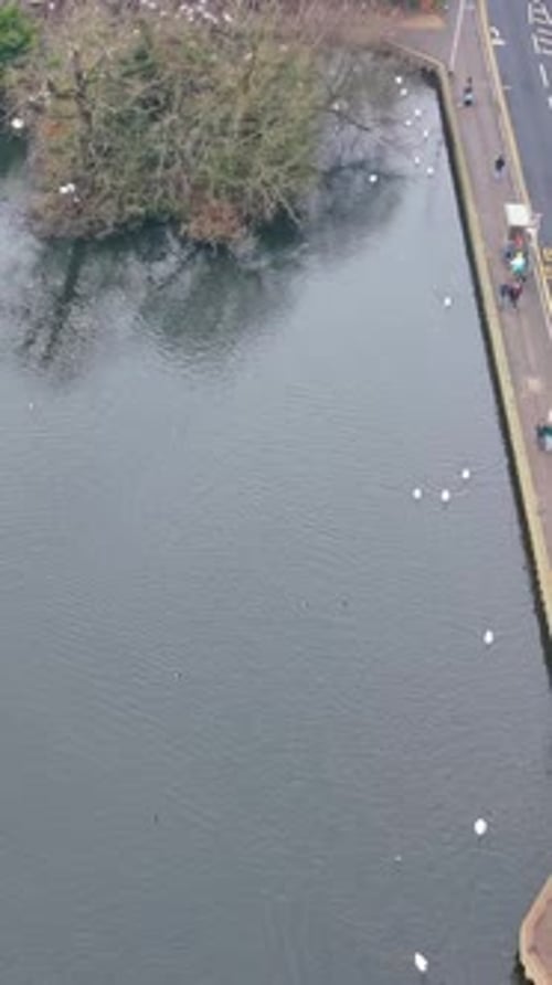 Vertical flyover of Eagle Pond, with swans on water and feeding ashore