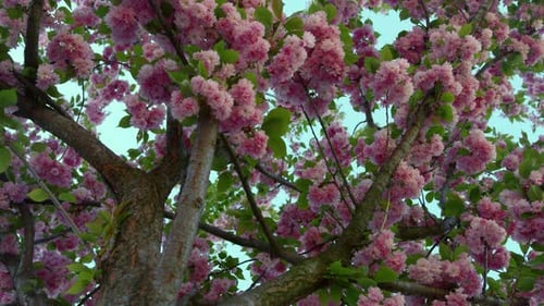 Wunderschöne rosafarbene Sakura-Blumen, Ansicht von unten. Ruhige Sakura blüht
gegen wolkenlose