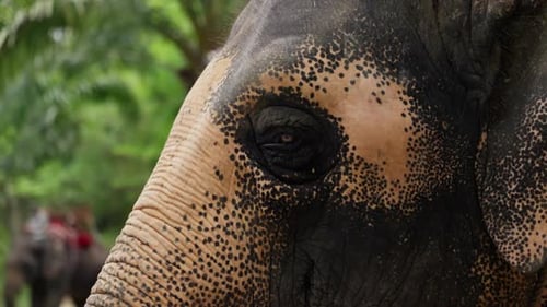 Elephant Close-up in Lush Tropical Habitat