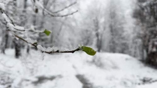 single tiny green leaf near the spring season in heavy winter snowfall in forest landscape the conce