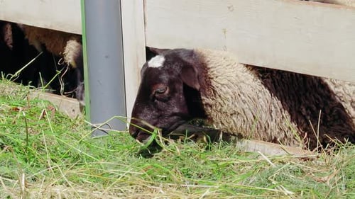 Domestic Sheep Feed on Grass in Wooden Paddock