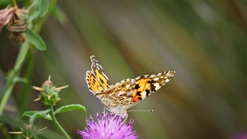 Schmetterling