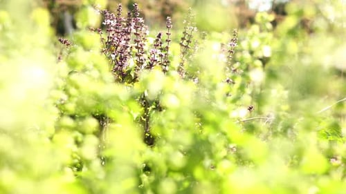 Frische Basilikumpflanzen blühen in einem üppigen Garten und zeigen bei sonnigem Wetter lebendige Farben und reiche Düfte