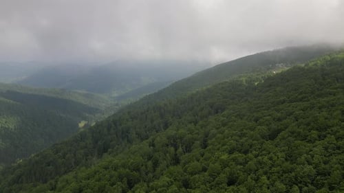 Dense green forest in the mountains. Morning forest in the fog. Alpine atmosphere. Forest landscape.