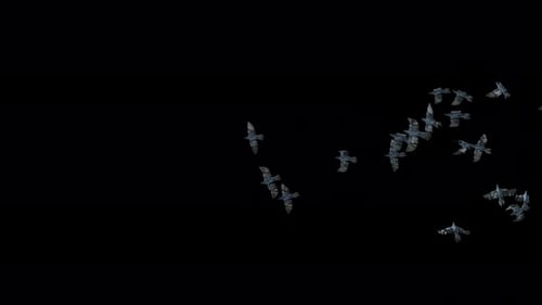 Flock of Birds Flying with Alpha Channel