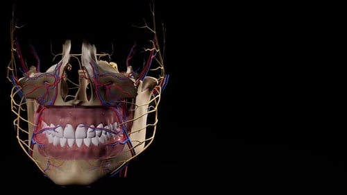 Detailed 3D Human Jaw Model with Nerves and Vessels