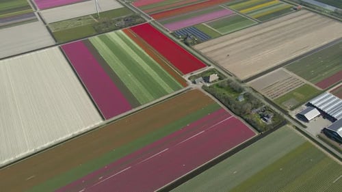 Aerial view of vibrant tulip fields and wind turbines in Lisse, Netherlands.