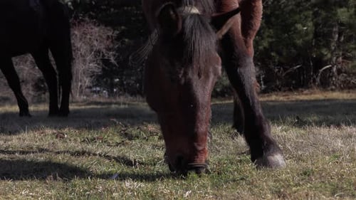 Close-up shot of a horse eating grass on a field in the countryside. Another horse relaxing on the p