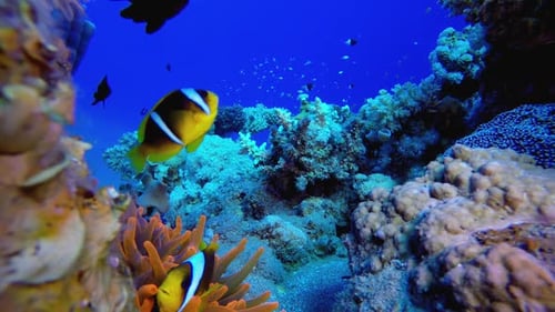 Underwater View of Coral Reef and Tropical Fish