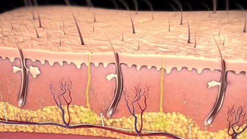 Detailed skin layer diagram with hair follicles and blood vessels