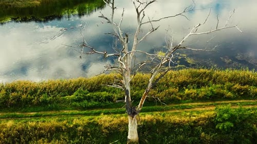 The trunk of a tall, dry old and dead tree, shot with the camera from the down to up. Aerial view fr