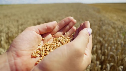 Golden Wheat Grains Filling Cupped Hands in Field