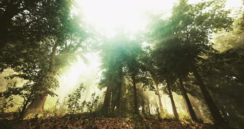 Sunlight Filters Through Dense Forest Canopy in Early Morning