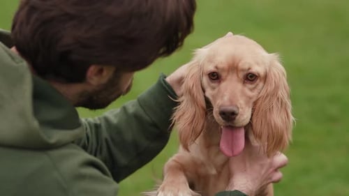 Person Petting Blonde Cocker Spaniel Dog Outdoors