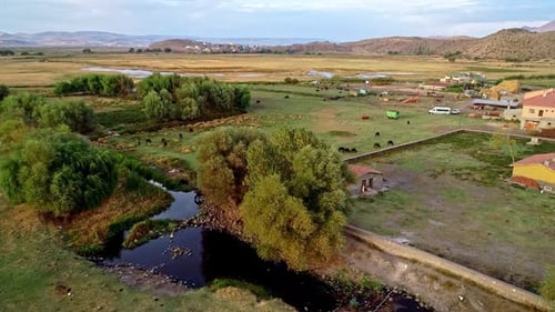 Animals Grazing By The River