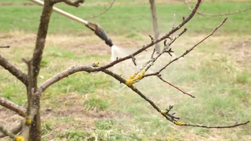 02f. The fruit tree is sprayed against lichens and pests. The concept of the gardener's work
