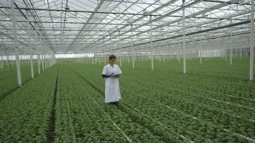 WS Scientist examining plant and using tablet in greenhouse