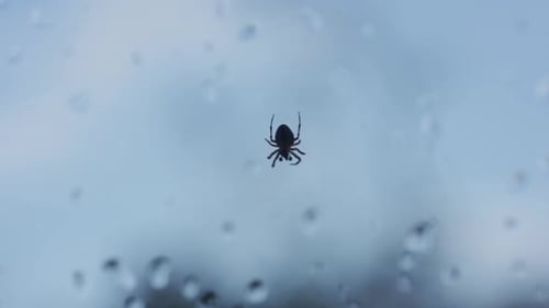 A Dark Spider Sits on a Wet Surface