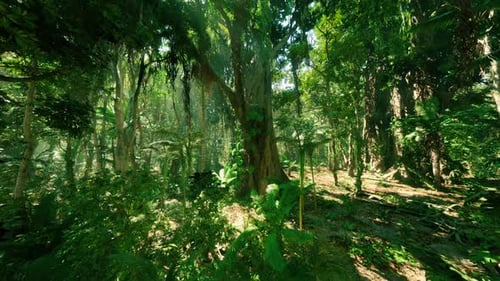 Lush Green Jungle in China Displaying Dense Foliage and Towering Trees