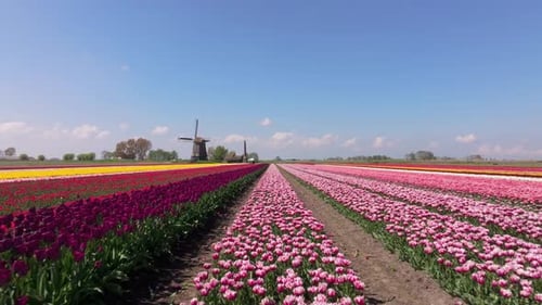 Aerial view of flower fields surrounding heritage windmill in Netherlands