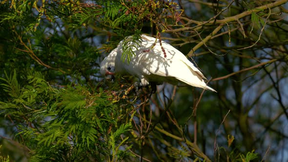 Cockatoo cockapoo parrot in Australia. Funny and lively white wild bird ...