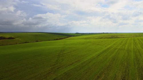 Aerial View of Bright Green Agricultural Field in Early Spring