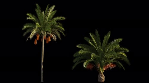 Various animated palm trees on a transparent background using an alpha channel.