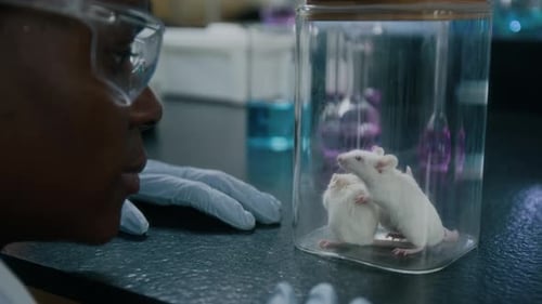 Close-up of Female Scientist Watching Three Lab Mice in Glass Container