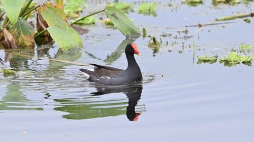 Common Moorhen (Gallinula chloropus) swimming between waterplants, Florida.