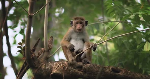 Curious Monkey Resting On Branch In Lush Rainforest Environment