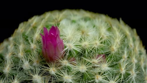 Cactus Bloom Time Lapse on Black Background