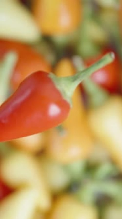 Vertical video. Simulated falling and focusing technique: a red mini chili pepper, spinning,