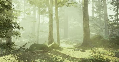 Sunlight Filters Through Trees in a Peaceful Forest Setting with Soft Greenery