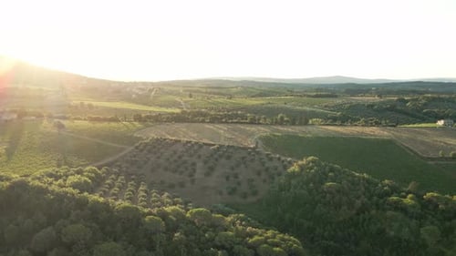 Scenic Aerial View of Rolling Vineyards at Sunset