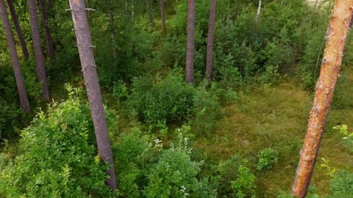 Pine trees and bushes, extreme close up aerial view