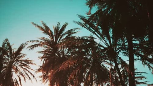 Swaying Palm Trees Against Blue Sky and Setting Sun
