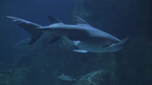 Sharks and Other Giant Fish in a Large Aquarium