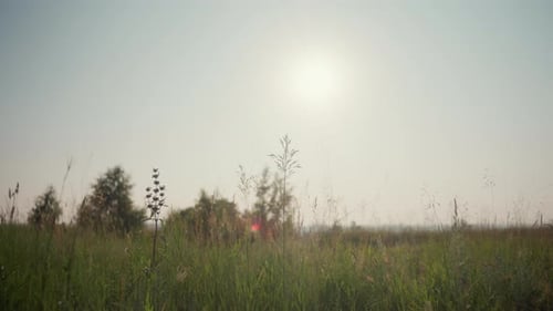Sunlight Over Grassy Field with Red Flare and Wildflowers on Calm Summer Morning