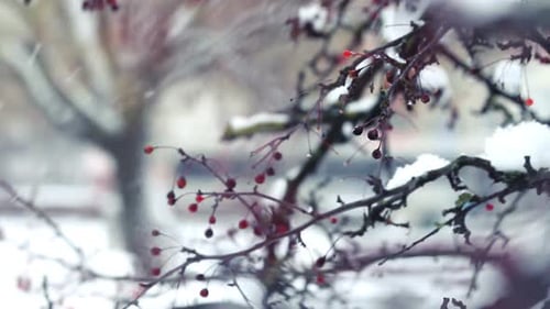 Baies rouges sur l'arbre d'hiver