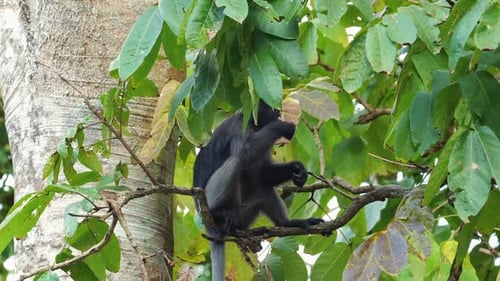 Monkey Climbing in Lush Green Tree in Natural Habitat Wildlife and Nature