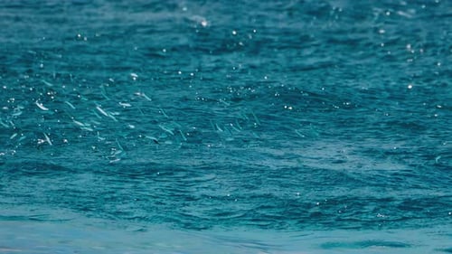 School of bait fish jump from the water in the sea